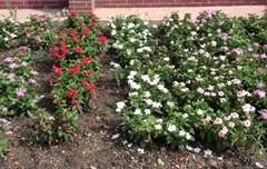 拔绿在花卉上的处理案例